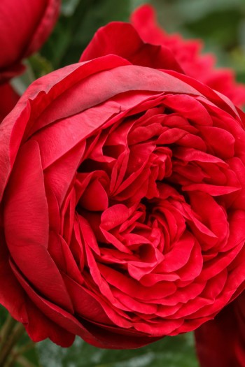 Троянда чайно-гібридна спрей Ред Піано|Hybrid Tea Spray Rose Red Piano|Роза чайно-гибридная спрей Ред Пиано 